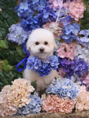 20250608MAPLEちゃん